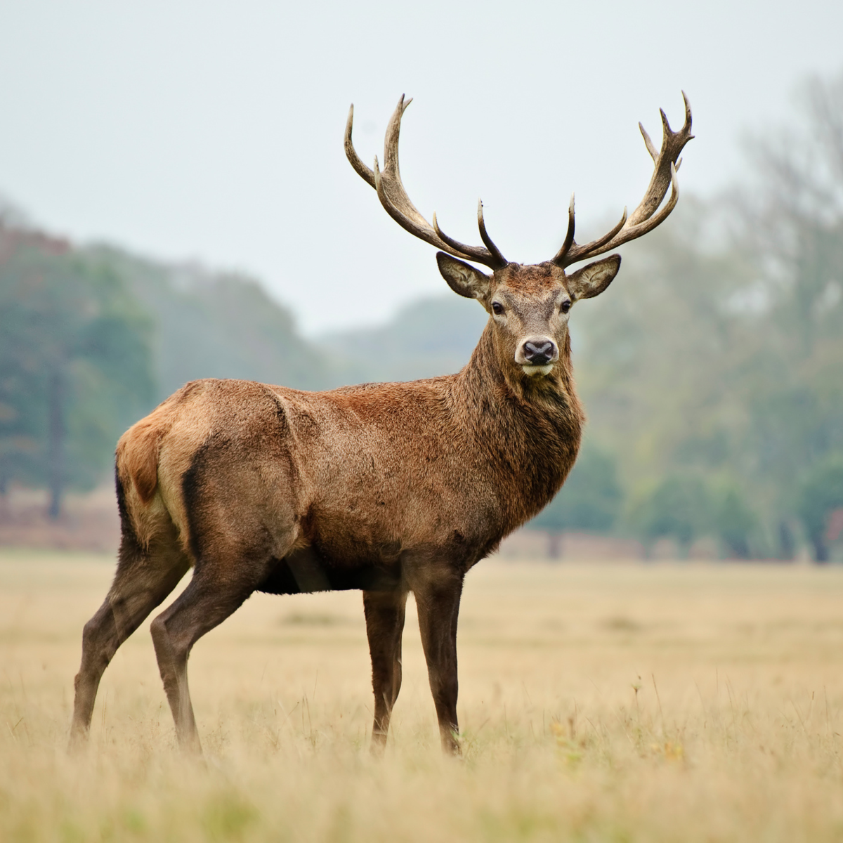 Red deer