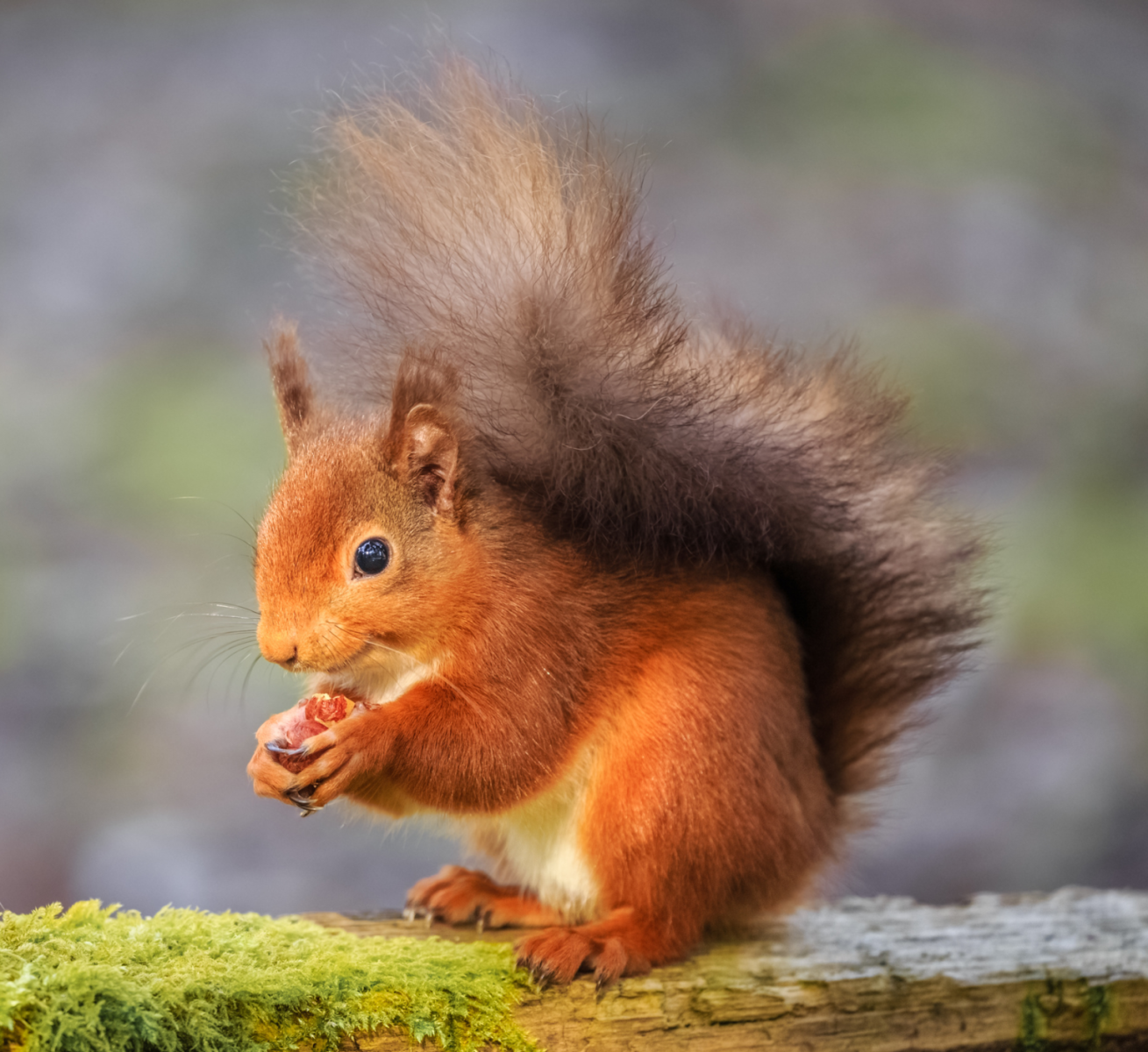 Red squirrel