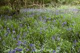 Union wood - Bluebells & Wild garlic