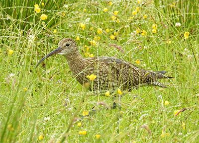Curlew in hay meadow