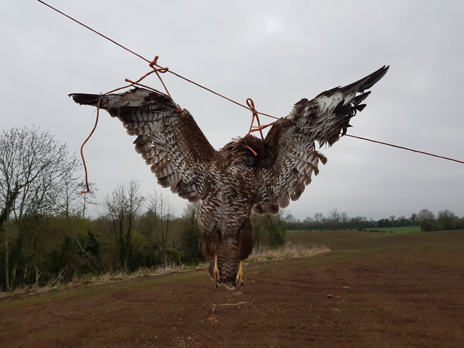 Dead Buzzard Affixed to String