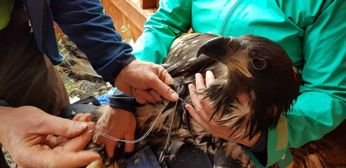 Juvenile white-tailed eagles being fitted with satellite tags