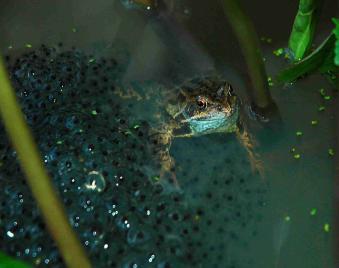 Photo of adult frog with spawn