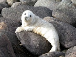 Grey Seal Pup Stage 2 