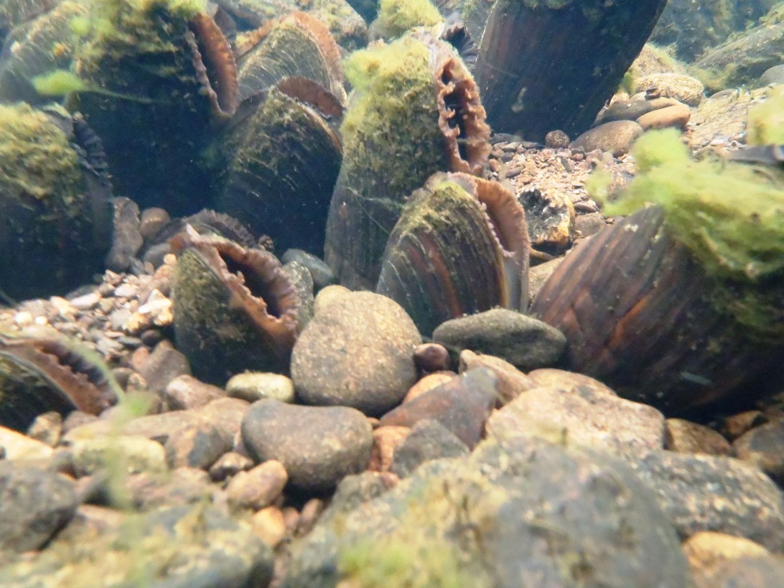 Kerry LIFE Freshwater Pearl Mussel