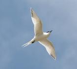 Inch NR tern in flight
