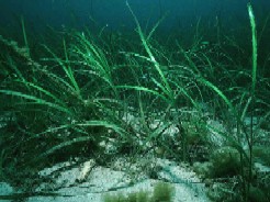 Photo of Zostera bed