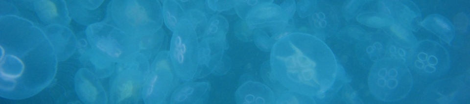 Image of jellyfish