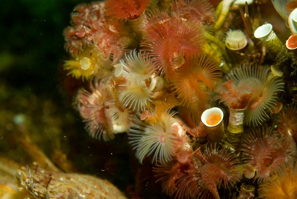 Serpulid Polychaete Reef